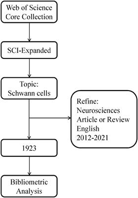 A bibliometric analysis: Current status and frontier trends of Schwann cells in neurosciences